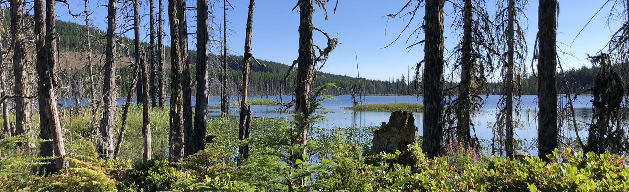 Wild Deer Lake and Lois Lake Loop, British Columbia, Canada 4 Reviews