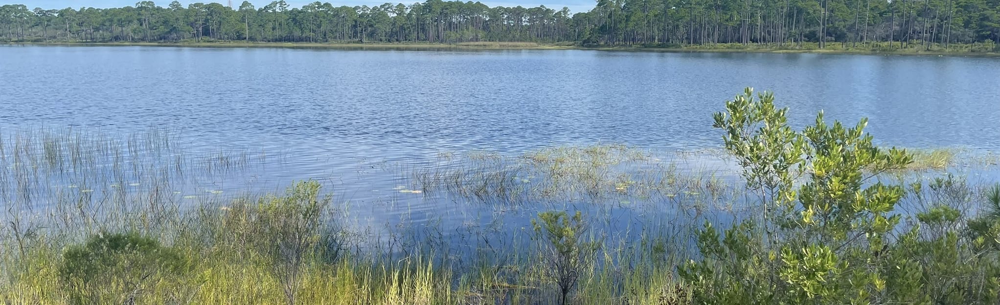 Topsail Hill Morris Lake Trail 336 foto's Florida AllTrails