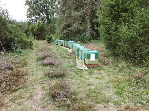 Rund um den Faßberg im Wacholderwald