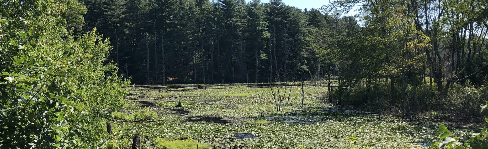 Bruce Freeman Rail Trail phase - EyJidWNrZXQiOiJhc3NldHMuYWxsdHJhaWxzLmNvbSIsImtleSI6InVwbG9hZHMvcGhvdG8vaW1hZ2UvNTAzMjk1NjcvYzcxYzMxMTdmZjk3Y2EwMmQ0MzIzMzk4ZDI5ZWM3M2UuanBnIiwiZWRpdHMiOnsidG9Gb3JtYXQiOiJqcGVnIiwicmVzaXplIjp7IndpZHRoIjoyMDQ0LCJoZWlnaHQiOjYyNCwiZml0IjoiY292ZXIifSwicm90YXRlIjpudWxsLCJqcGVnIjp7InRyZWxsaXNRdWFudGlzYXRpb24iOnRydWUsIm92ZXJzaG9vdERlcmluZ2luZyI6dHJ1ZSwib3B0aW1pc2VTY2FucyI6dHJ1ZSwicXVhbnRpc2F0aW9uVGFibGUiOjN9fX0=