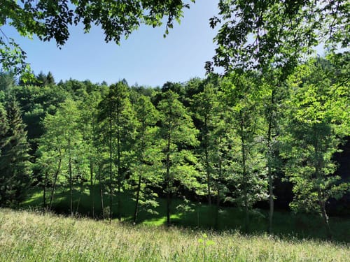 Rundwanderweg Mosbach 5: Hasbach-Weg