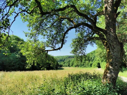 Rundwanderweg Mosbach 5: Hasbach-Weg