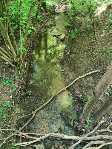 Rundwanderweg Mosbach 5: Hasbach-Weg
