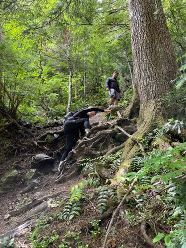 Best Hikes and Trails in Mount Skokomish Wilderness | AllTrails