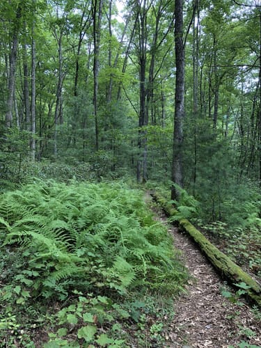 Best 10 Hikes and Trails in Bald Eagle State Forest | AllTrails