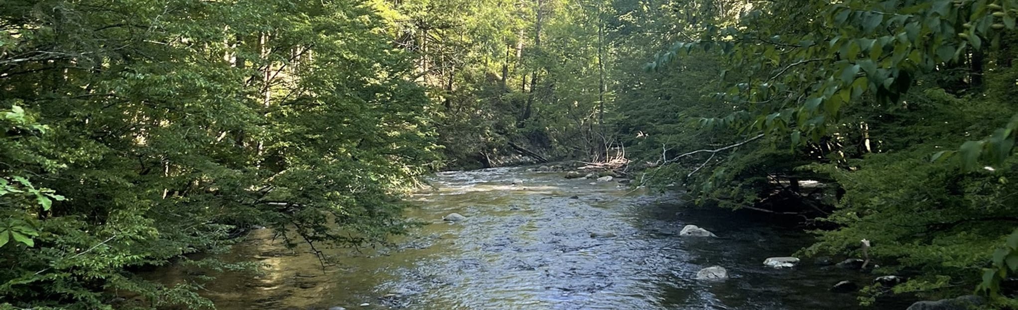 Old Sugarlands, Twin Creeks, Gatlinburg Loop Trail 190 Reviews, Map