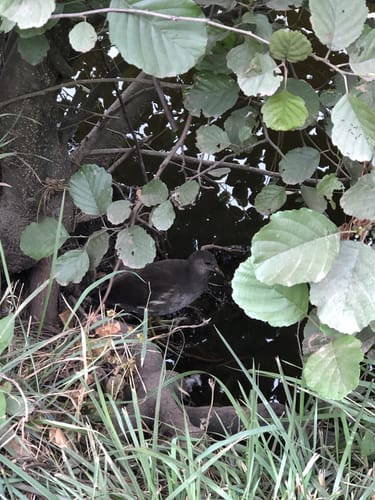 Um den Itzenplitzerweiher