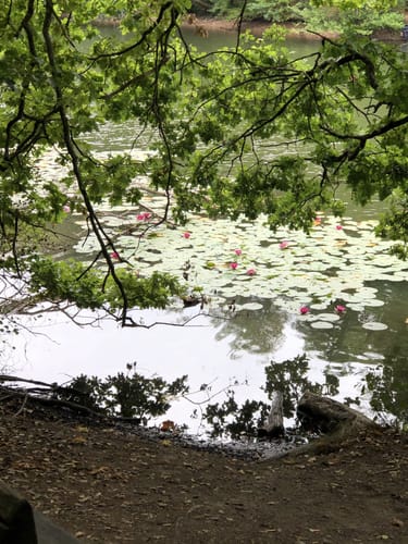 Um den Itzenplitzerweiher