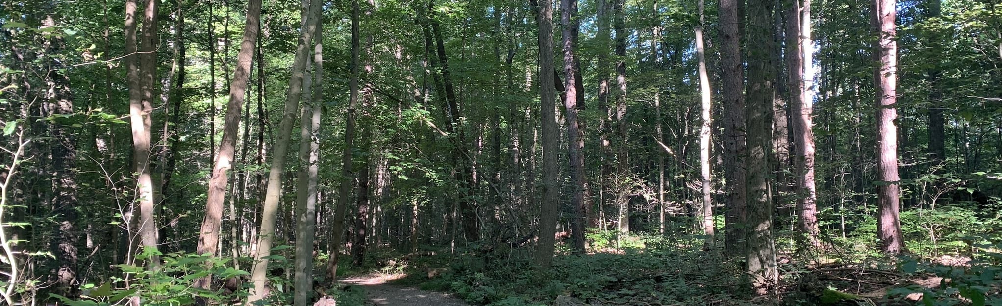 Pine Grove Trail Map Guide - EyJidWNrZXQiOiJhc3NldHMuYWxsdHJhaWxzLmNvbSIsImtleSI6InVwbG9hZHMvcGhvdG8vaW1hZ2UvNTE0MzYyODkvMDI5YmM2ZDk3MWFlYjJhMWFmYTEwZDdiODI4MmIwZWIuanBnIiwiZWRpdHMiOnsidG9Gb3JtYXQiOiJqcGVnIiwicmVzaXplIjp7IndpZHRoIjoyMDQ0LCJoZWlnaHQiOjYyNCwiZml0IjoiY292ZXIifSwicm90YXRlIjpudWxsLCJqcGVnIjp7InRyZWxsaXNRdWFudGlzYXRpb24iOnRydWUsIm92ZXJzaG9vdERlcmluZ2luZyI6dHJ1ZSwib3B0aW1pc2VTY2FucyI6dHJ1ZSwicXVhbnRpc2F0aW9uVGFibGUiOjN9fX0=