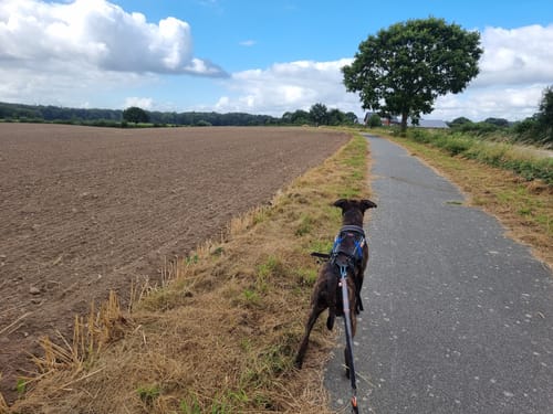 Wanderroute 10: Groß Wittensee - Kirchhorst