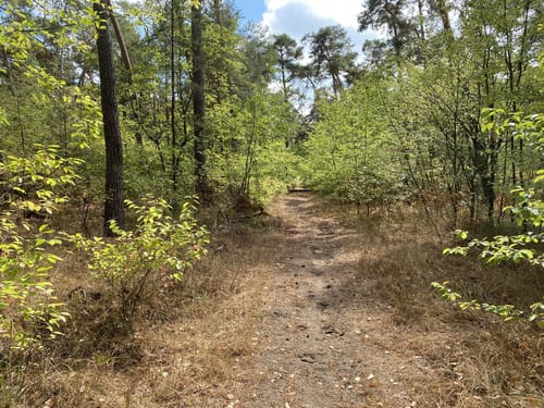 Lampertheimer Forst Grenzweg