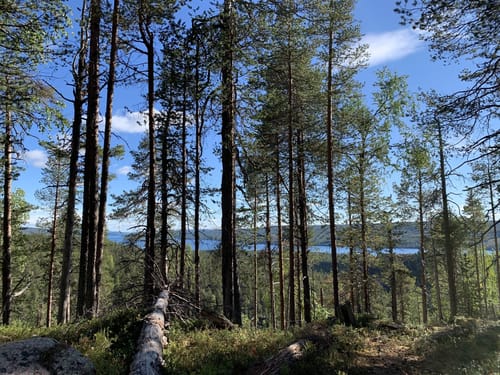 スウェーデン　洋書　本　National Parks of Sweden USA National Parks: Lands of Wonder: DK Travel