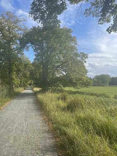 Naturschutzgebiet Mönchbruch ab Jagdschloss