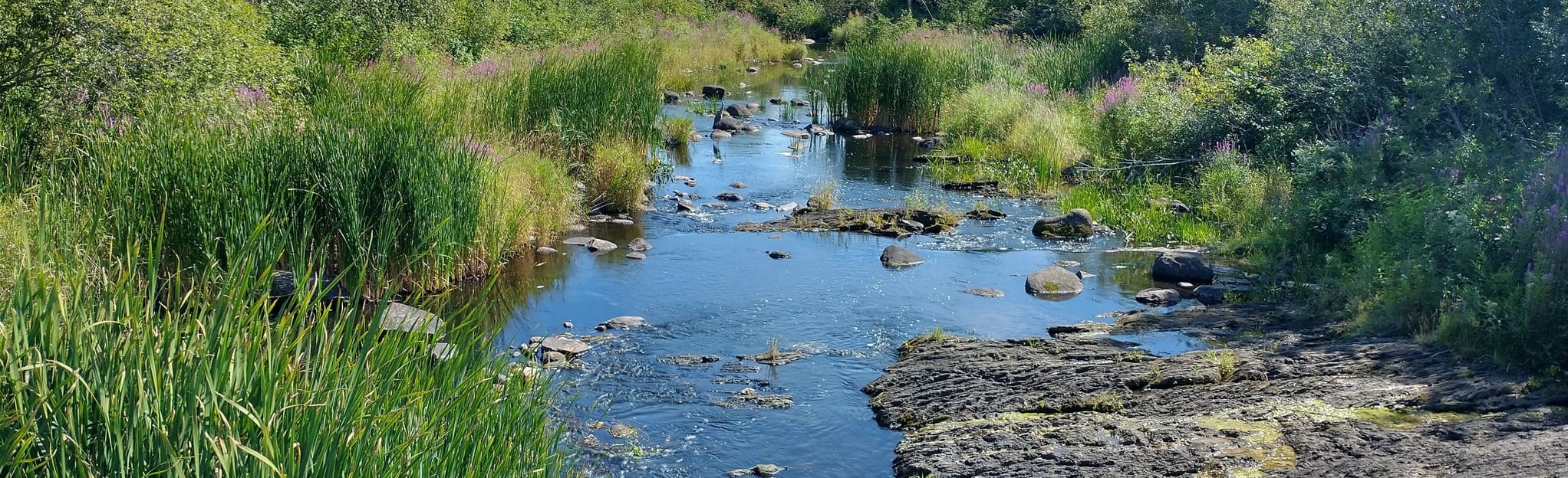 Corinna Boardwalk 32 Reviews, Map Maine AllTrails
