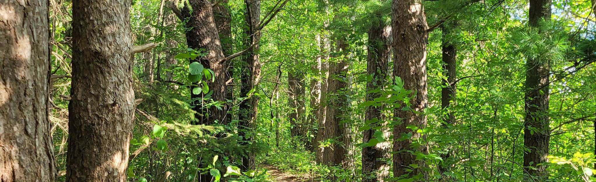 The Hydrocut Petersburg Regional Forest 299 Reviews, Map Ontario
