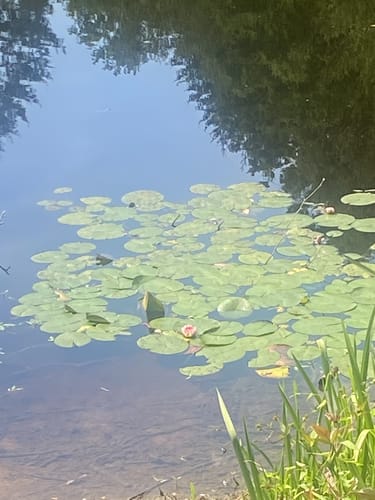Wildpark Ludweiler und Wadgassen-Differten - Warndtweiher