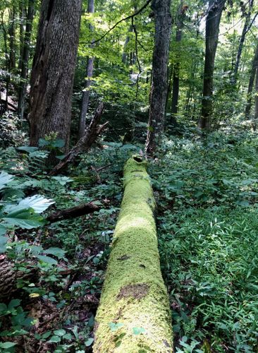 Escape to Wildness: Maryland's Youghiogheny Wild River Natural Environmental Area