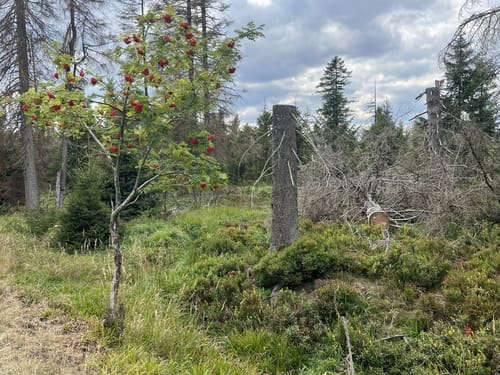 Auf dem Goetheweg zum Brocken