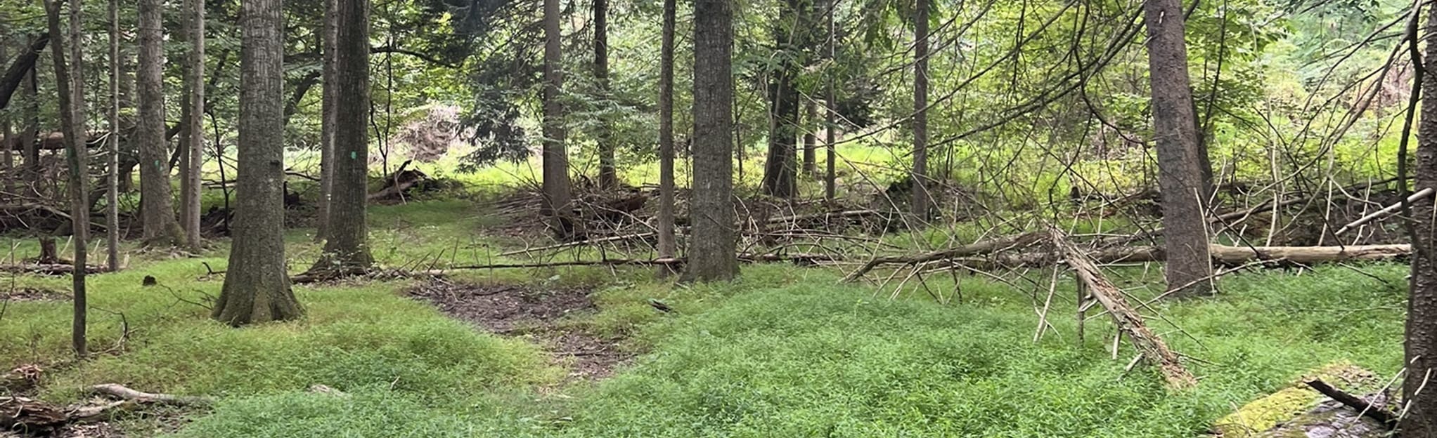 Blauvelt Camp Bluefields Trail Map, Guide New York AllTrails