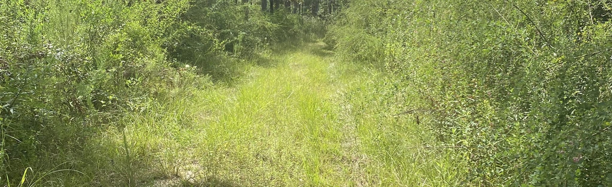 AllTrails Blackwater River Blue Trail via Hwy 191 8 Reviews, Map