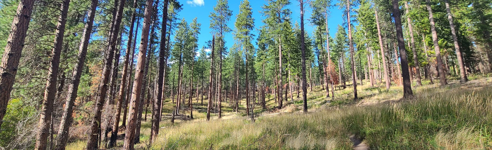 Cle Elum Ridge via Ewok and Crooked Tree Trail Map, Guide