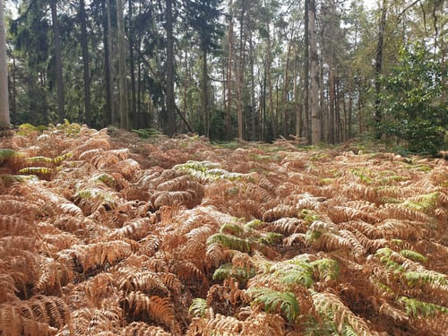 Auf den Kleinen Zschirnstein