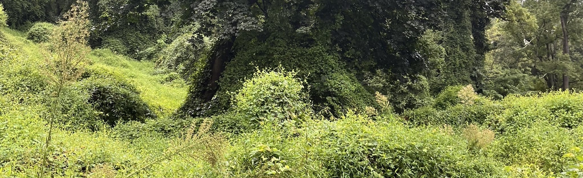 Battery Kemble Park Loop, Maryland 300 Reviews, Map AllTrails