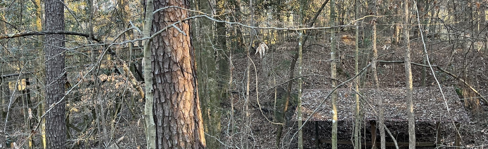 Tree Top Trail 16 Reviews, Map Mississippi AllTrails