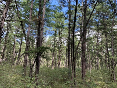 Best Hikes and Trails in Ossipee Pine Barrens | AllTrails