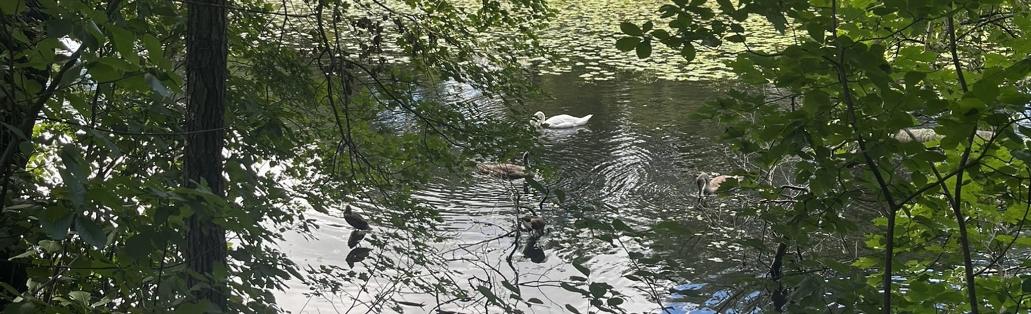 Hunnewell Town Forest Loop, Massachusetts 129 Reviews, Map AllTrails