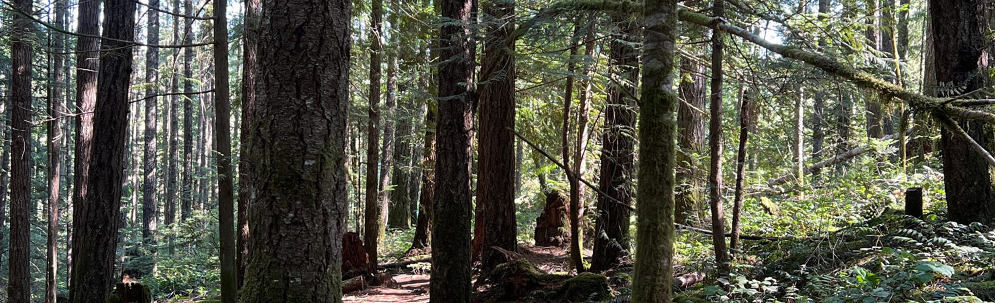 Comox Lake Bluffs Loop 20 Reviews, Map British Columbia, Canada AllTrails