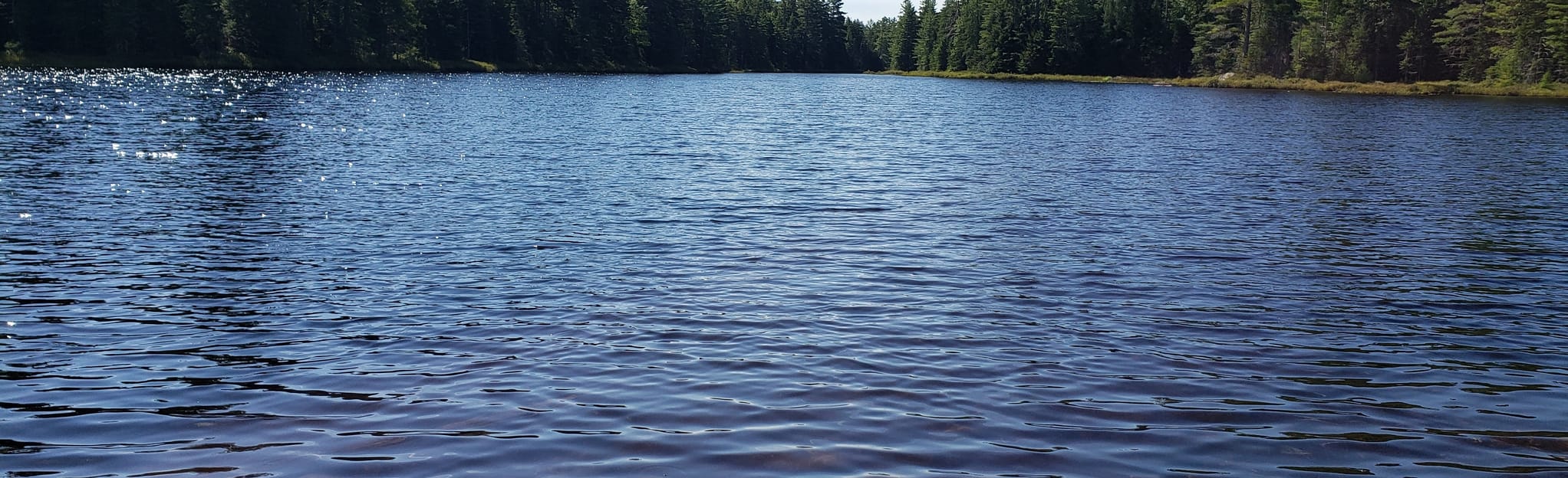 Panther Pond Trail 21 Reviews, Map New York AllTrails