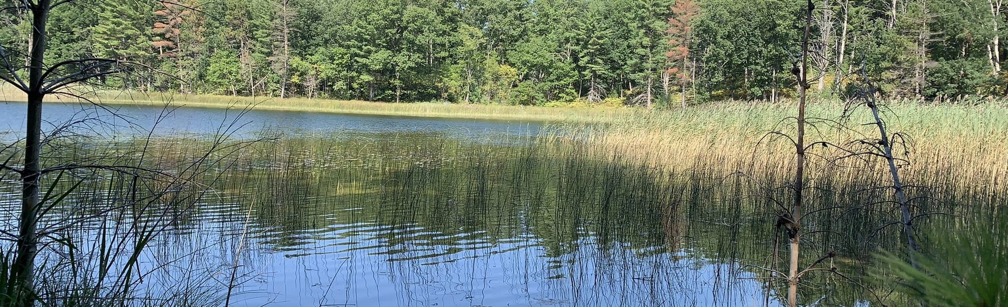 Sand Lakes Quiet Area Trail, Michigan 309 Reviews, Map AllTrails