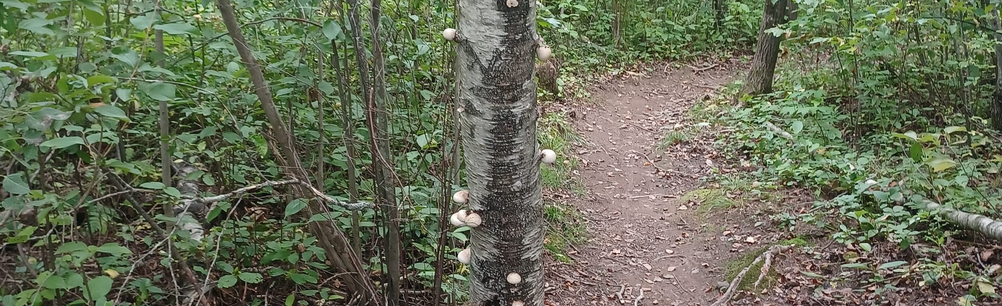 Hall's Creek Trail Loop 231 Reviews, Map New Brunswick, Canada