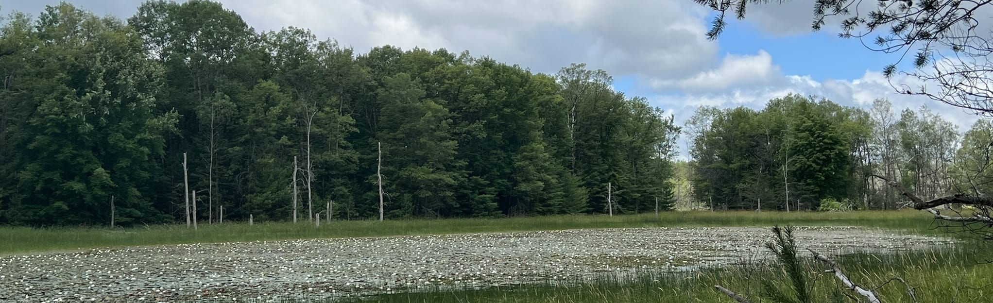 Sterling Marsh via North Country - EyJidWNrZXQiOiJhc3NldHMuYWxsdHJhaWxzLmNvbSIsImtleSI6InVwbG9hZHMvcGhvdG8vaW1hZ2UvNTE3OTE1OTMvZmYxYTMzNTU1ZTBhZWJlM2MwMWQyZWE2OTc2YmU2MTQuanBnIiwiZWRpdHMiOnsidG9Gb3JtYXQiOiJqcGVnIiwicmVzaXplIjp7IndpZHRoIjoyMDQ0LCJoZWlnaHQiOjYyNCwiZml0IjoiY292ZXIifSwicm90YXRlIjpudWxsLCJqcGVnIjp7InRyZWxsaXNRdWFudGlzYXRpb24iOnRydWUsIm92ZXJzaG9vdERlcmluZ2luZyI6dHJ1ZSwib3B0aW1pc2VTY2FucyI6dHJ1ZSwicXVhbnRpc2F0aW9uVGFibGUiOjN9fX0=