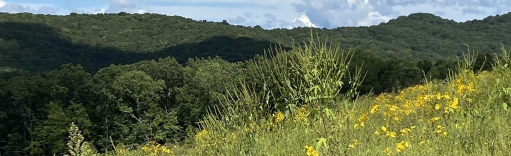 Ride Royal Blue OHV Trail: 98 Reviews, Map - Tennessee | AllTrails