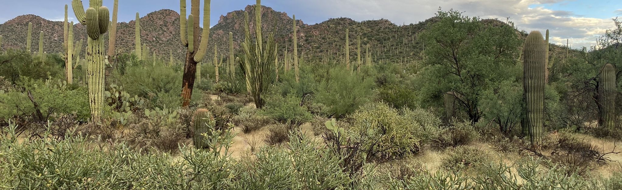 Desert Discovery Nature Trail 414 Fotos Arizona Alltrails