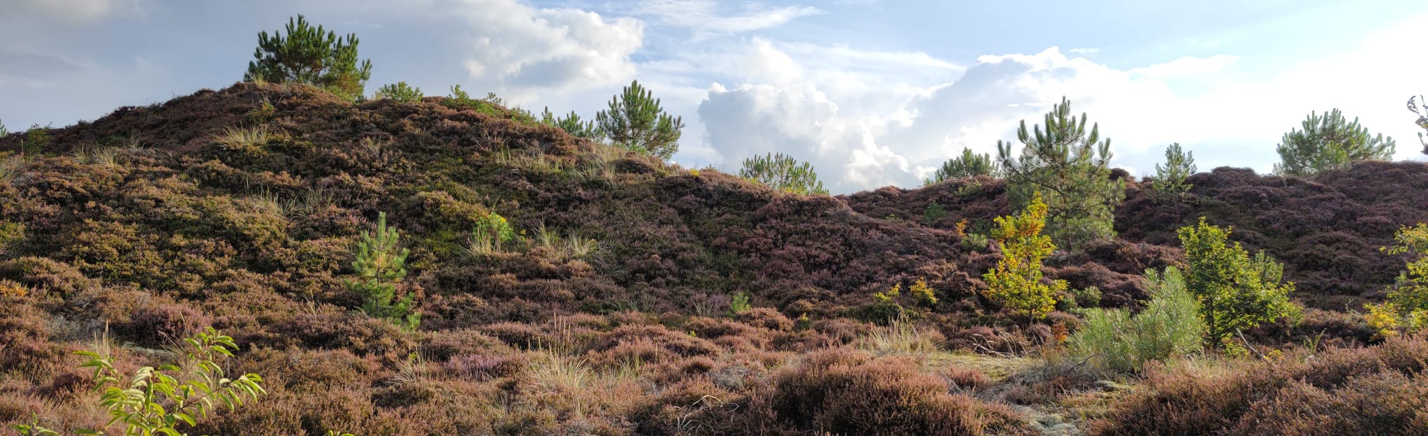 De Zee West Terschelling West-Terschelling - Bos van West - West aan Zee: 10 foto's - Friesland