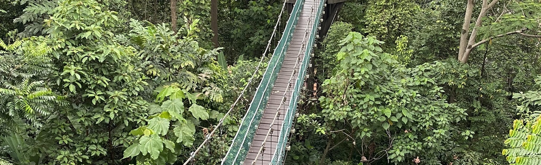 Bamboo Walk Canopy Walkway 58 foto Kuala Lumpur, Malesia AllTrails