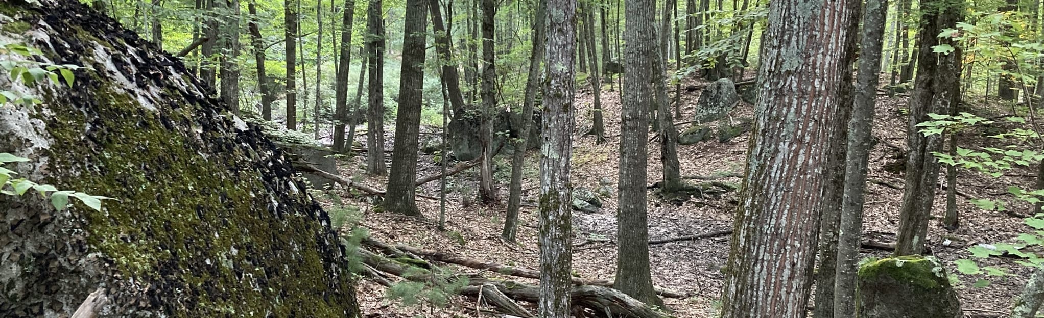 Tatnic Woods Nature Trail, Maine 16 Reviews, Map AllTrails
