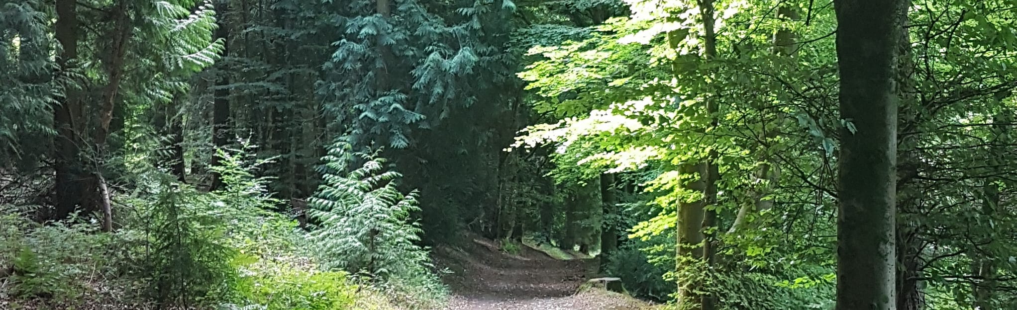 Queen Elizabeth Country Park Advanced MTB Circular, Hampshire, England