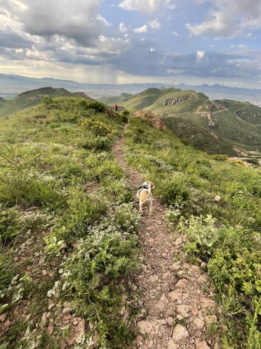 Los mejores senderos de flores silvestres en Chihuahua | AllTrails