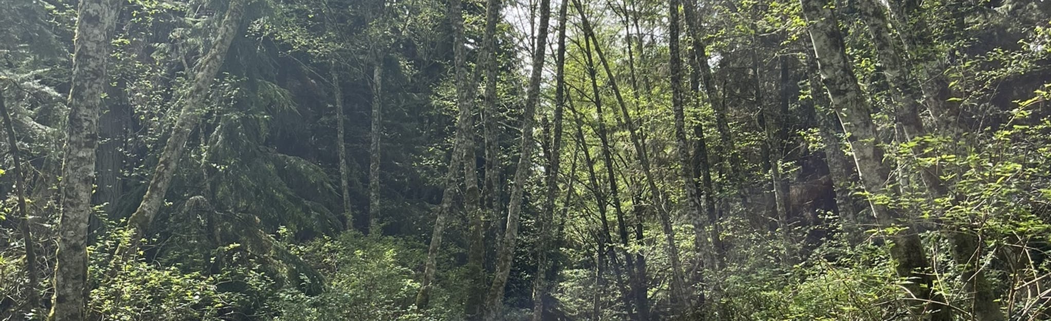 Ridge Loop Trail | Mapa, Roteiro - Washington | AllTrails