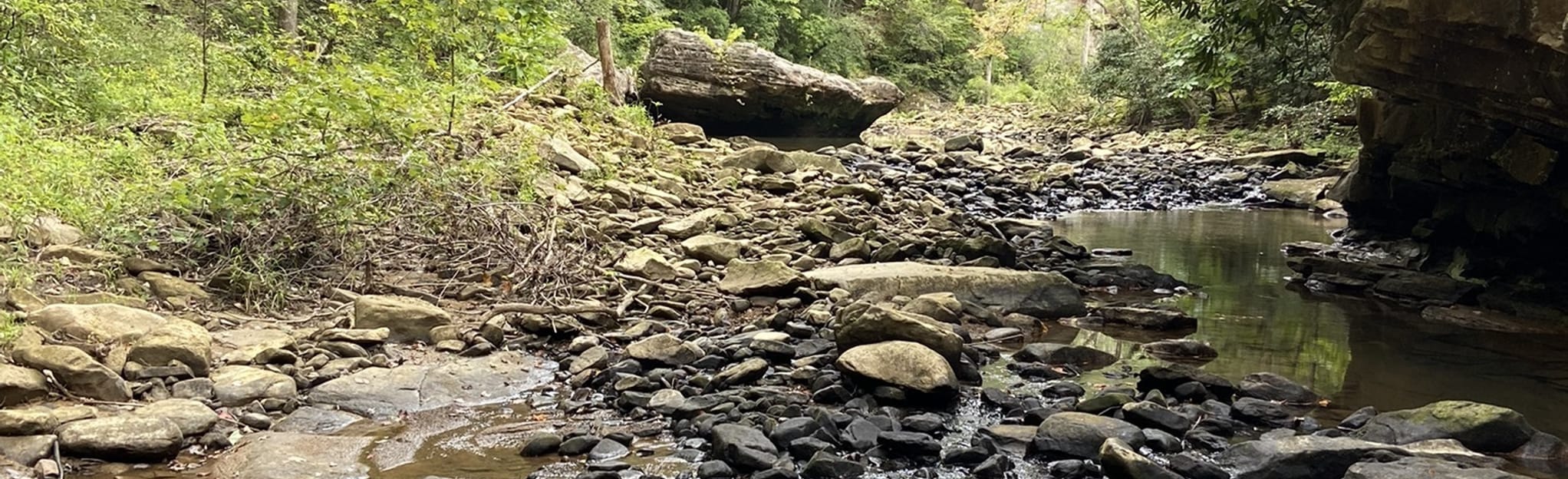 Bear Creek Loop and Cotton Patch Loop, Kentucky 22 Reviews, Map AllTrails