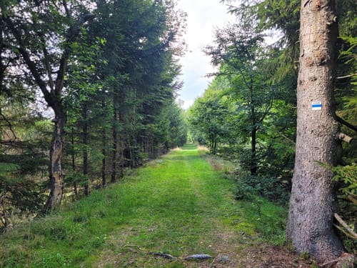 Kammweg Erzgebirge-Vogtland Etappe 1: Geising - Holzhau