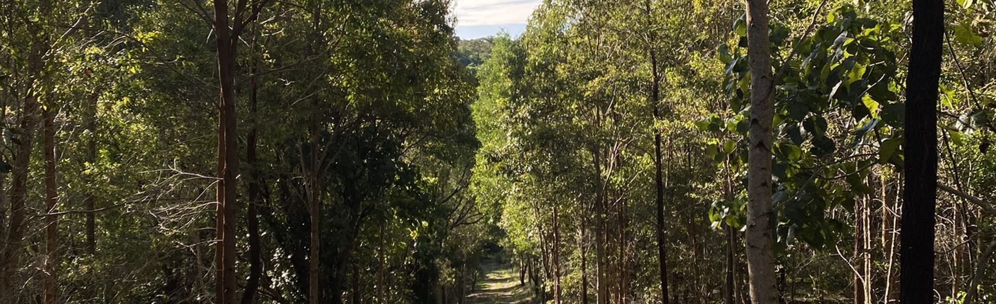 Lower Beechmont Trail, Queensland, Australia 18 Reviews, Map AllTrails