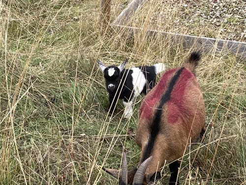 Ums Rote Moor