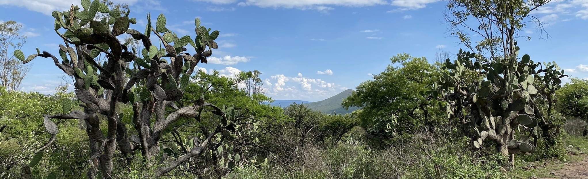 El Cimatario Ruta Querétaro, Mexico 12 Reviews, Map
