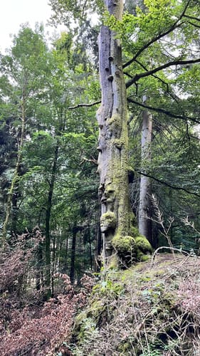 Bad Homburg vor der Höhe: Libellenweg