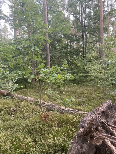 Rotes Eichhörnchen Waren